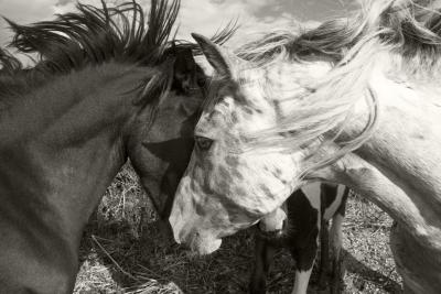 Fototapete Zwei Pferde beim Kuscheln