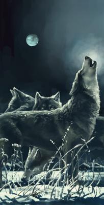 Bild Heulen des Wolfes in der Nacht