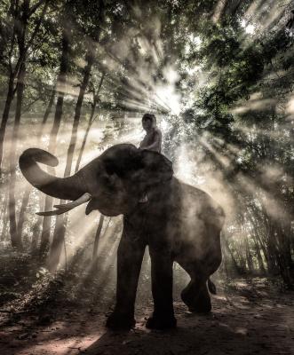 Fototapete Elefant im Sonnenschein