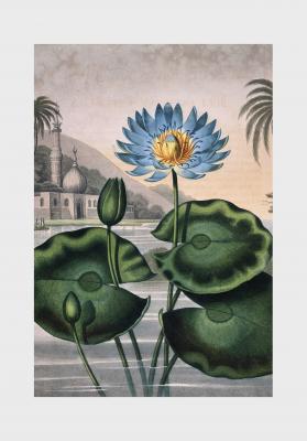Poster Blauer Lotus