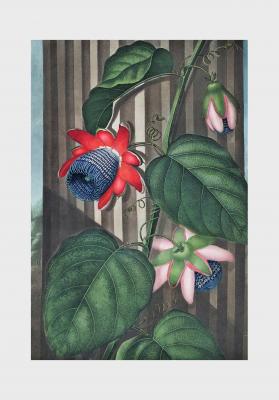 Poster Passiflora alata