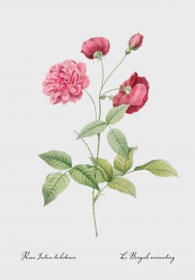 Poster Chinesische Rose