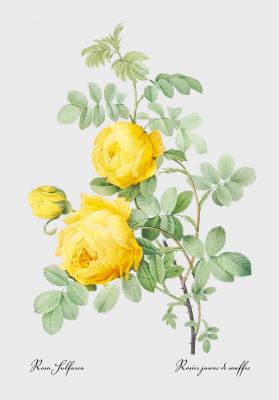 Poster Gelbe Rose