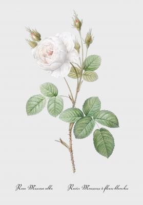 Poster Rosa centifolia muscosa