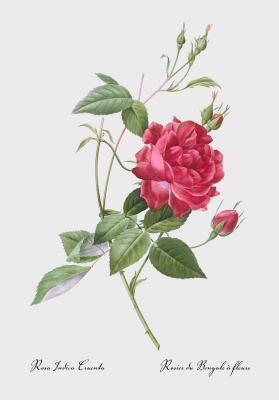 Poster Rote Rose