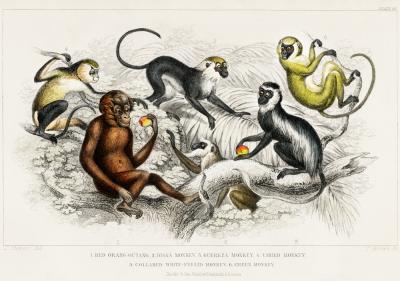 Poster Affenarten