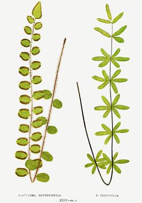 Poster Pellaea rotundifolia und Ternifolia