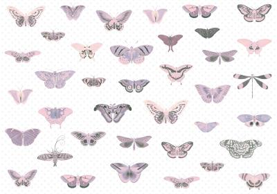 Fototapete Atlas der Schmetterlinge