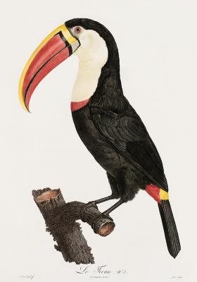 Poster Tukan auf dem Stamm