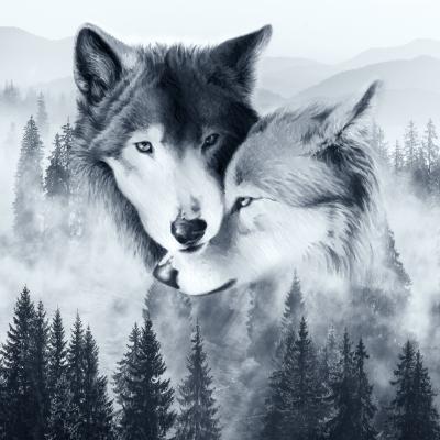 Bild Ein Wolfs-Paar vor nebliger Waldlandschaft
