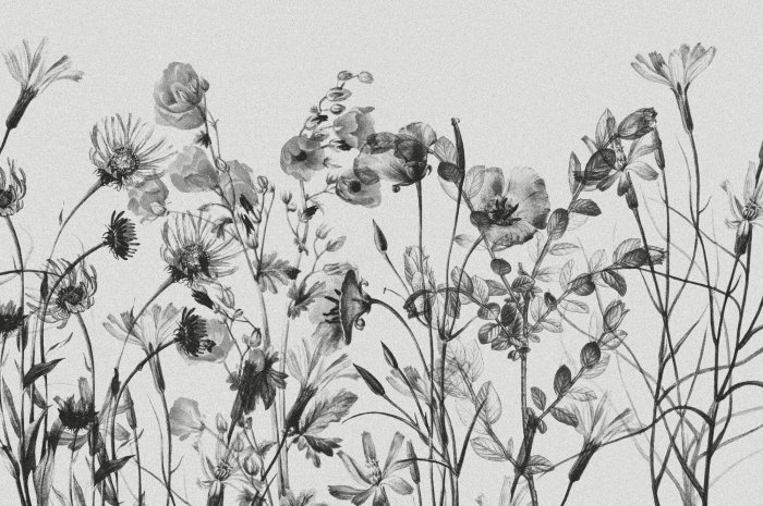 Fototapete Schwarz-weißes Wildblumen-Botanisches Muster