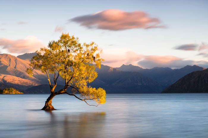 Fototapete Ein Baum vor einer Berglandschaft mit einem See im Hintergrund