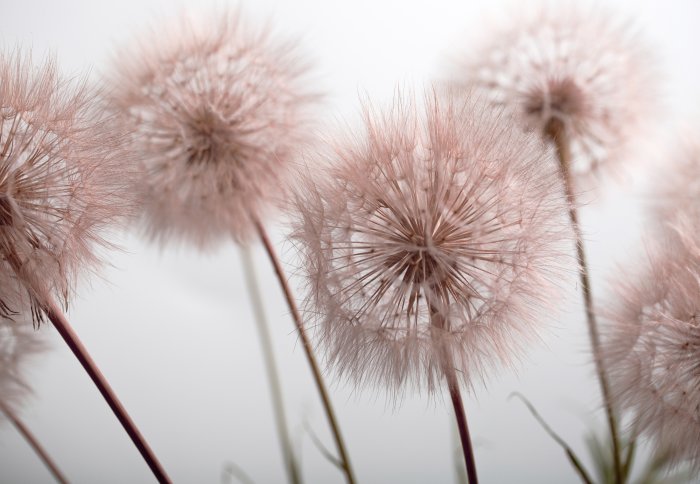 Fototapete Rosa Löwenzahn Nahaufnahme