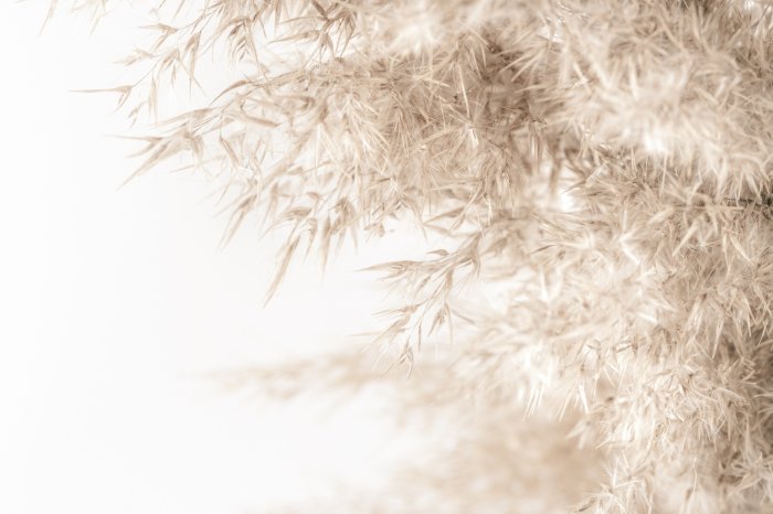 Fototapete Botanisches Grasmuster auf weißem Hintergrund