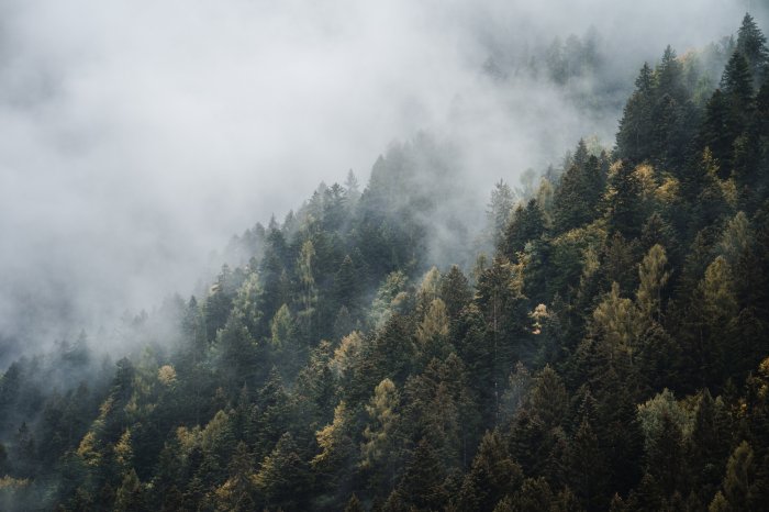 Fototapete Nadelbäume auf den Hügeln im Nebel