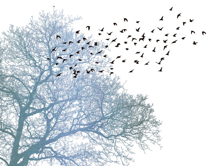 Fototapete Schwarze Vögel und ein Baum auf weißem Hintergrund