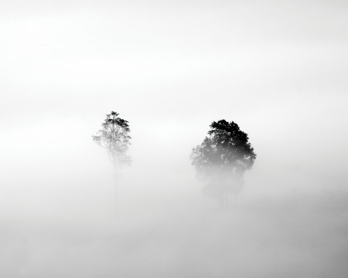 Fototapete Monochrome Landschaft mit Bäumen im Nebel