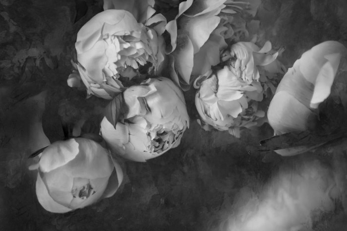 Fototapete Schwarz-weißes Pfingstrosenblumenmuster