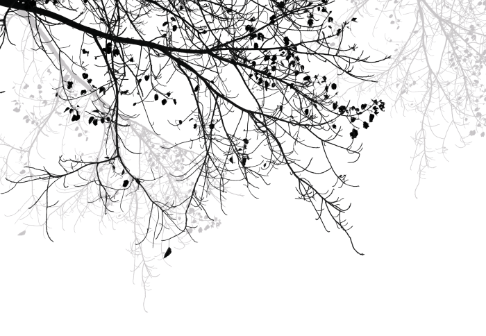 Fototapete Äste auf weißem Hintergrund, minimalistisches Muster