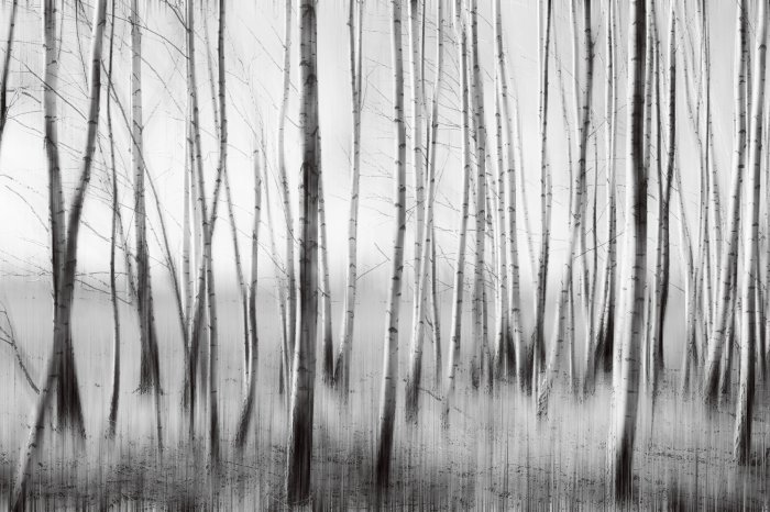 Fototapete Birkenwald in monochromen Farben