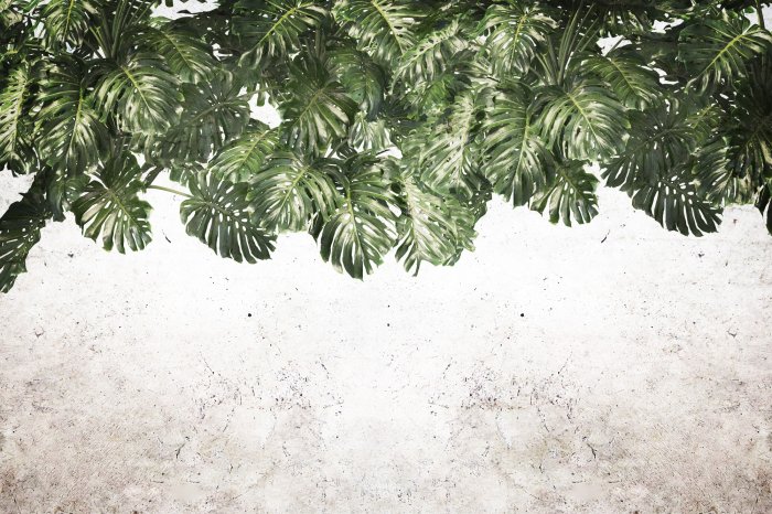 Fototapete Grüne Monstera-Blätter hängen von oben