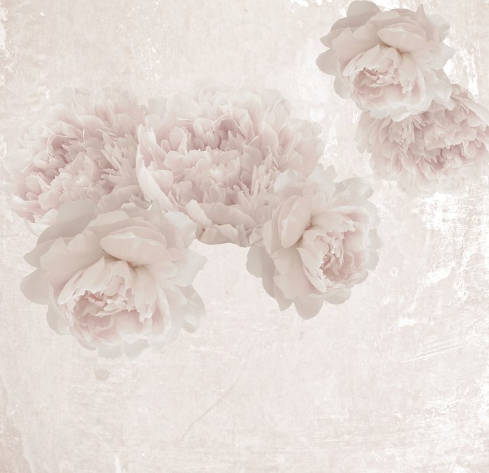 Fototapete Pfingstrosen in Pastellfarben auf strukturiertem Hintergrund