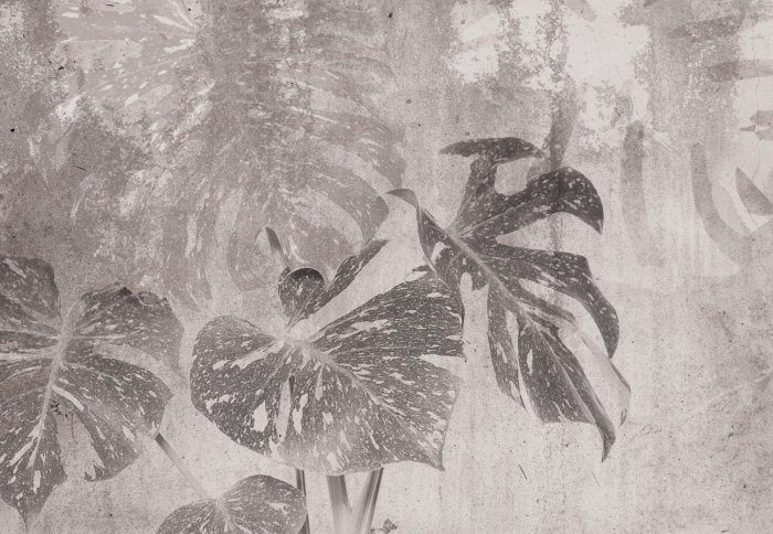Monstera Blätter botanisches Muster in Grau