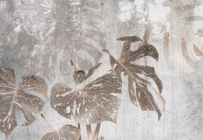 Fototapete Monstera-Blätter auf hellgrauem Betongrund