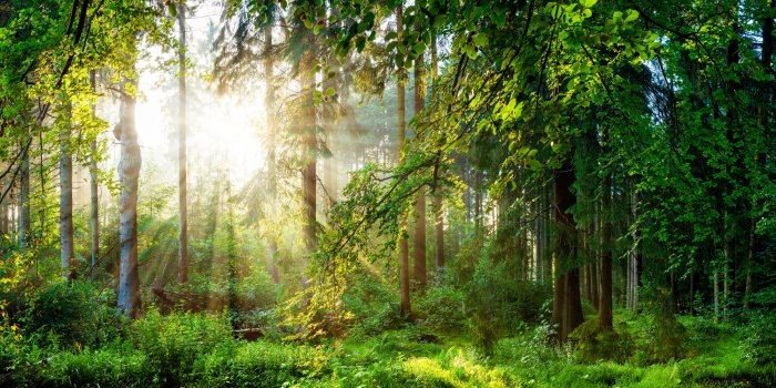 Fototapete Grüne Waldlandschaft am Morgen