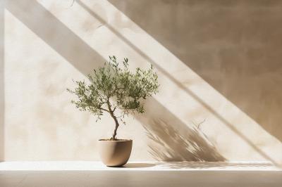 Poster Olivenbaum im Topf