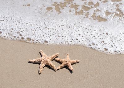 Poster Seesterne am sandigen Strand