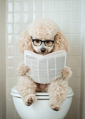 Poster Süßer Hund mit Zeitung auf der Toilette