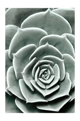 Poster Sukkulente grüne Pflanze aus der Nähe