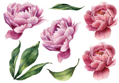 Sticker Rosa Pfingstrosenblüten und grüne Blätter