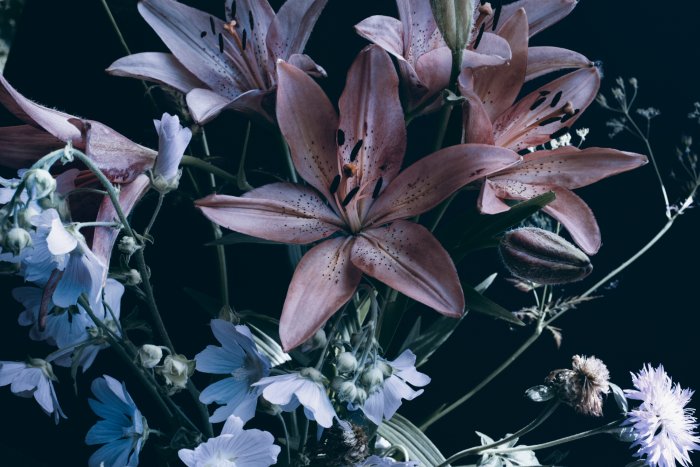 Fototapete Lilienblumen auf dunklem Hintergrund