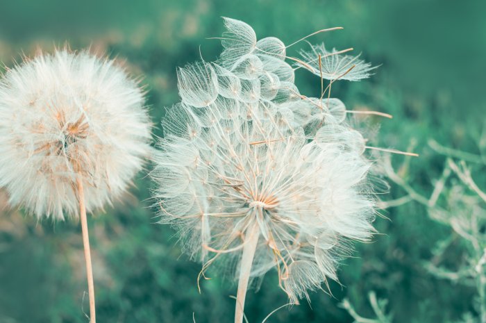 Fototapete Löwenzähne auf grünem Hintergrund