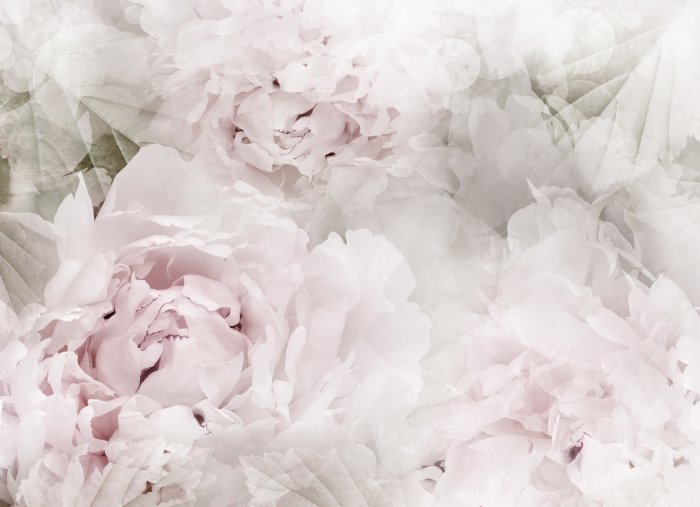 Fototapete Blumiges Muster, Pastellhintergrund, Pfingstrosen