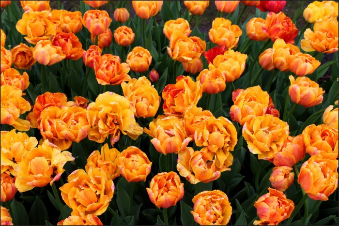 Fototapete Wunderschöne bunte Tulpen