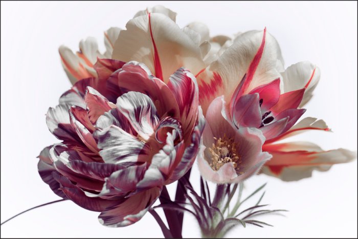 Fototapete Tulpenstrauß