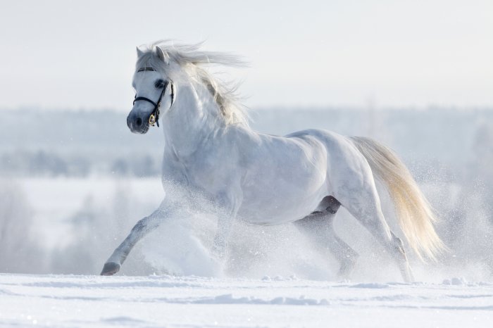 Fototapete Ein weißes Pferd galoppiert im Winter auf einem Feld