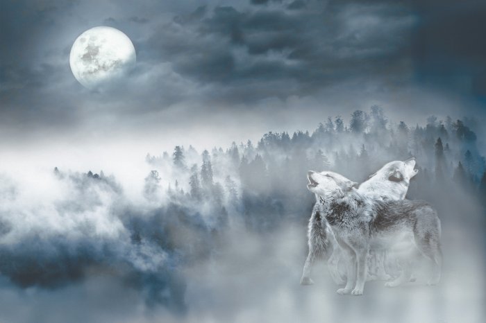Fototapete Wölfe vor dem Waldeshintergrund bei Vollmond