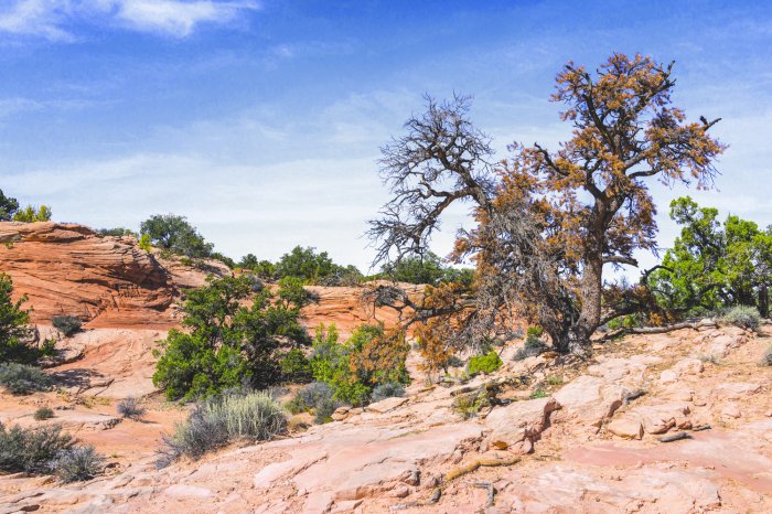 Fototapete Steinige Wüste mit Vegetation