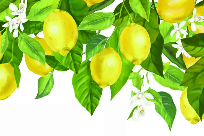 Fototapete Zitronen an einem belaubten Baum mit Blüten