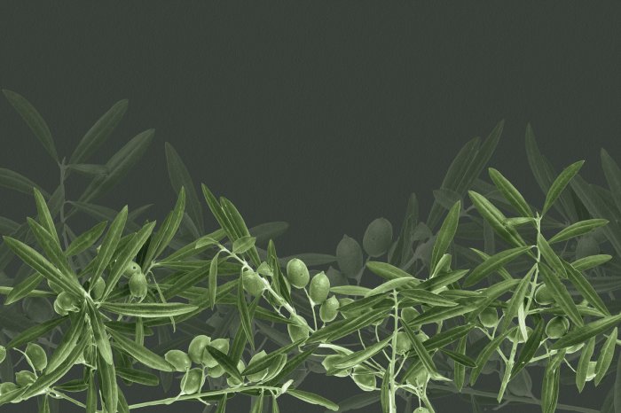 Fototapete Grüne Olivenzweige vor dunklem Hintergrund