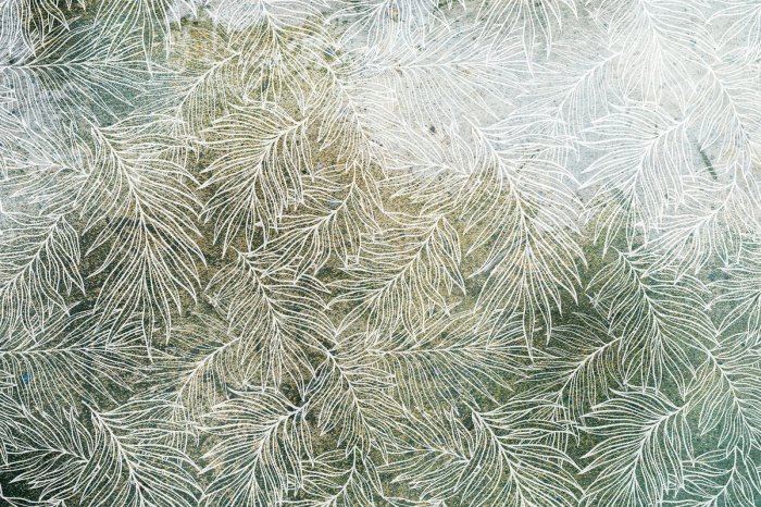 Fototapete Weißer Blätterskizze auf grünem Hintergrund