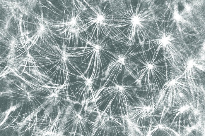 Fototapete Weiße Löwenzähne auf grauem Hintergrund