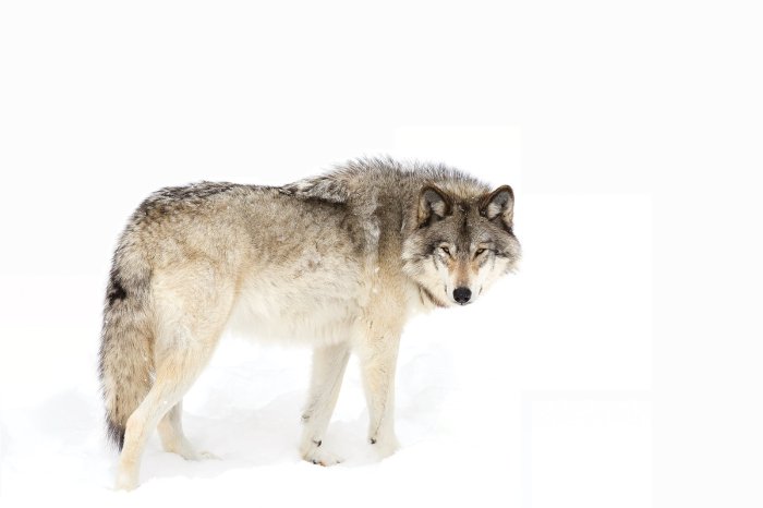 Fototapete Wolf, der auf weißem Schnee steht