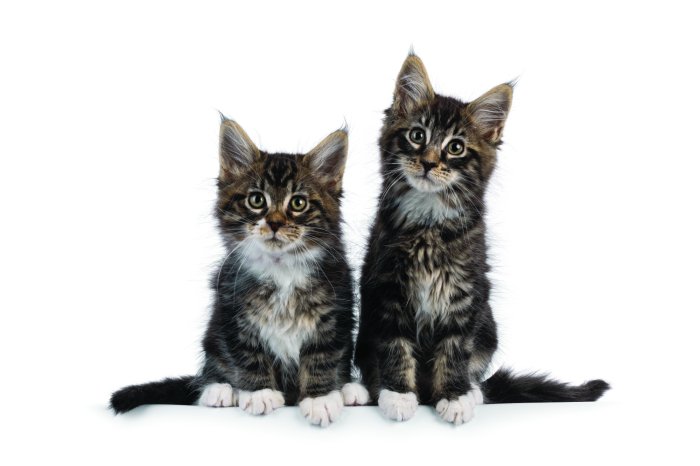 Fototapete Kleine flauschige Katzen auf weißem Hintergrund