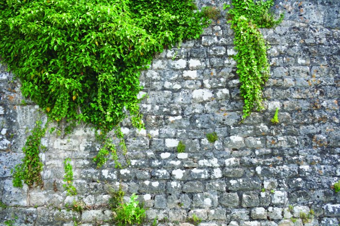 Fototapete Grüner Efeu an einer Steinmauer