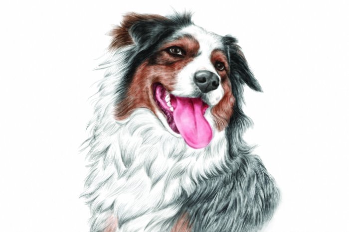 Fototapete Porträt eines lächelnden Schäferhundes